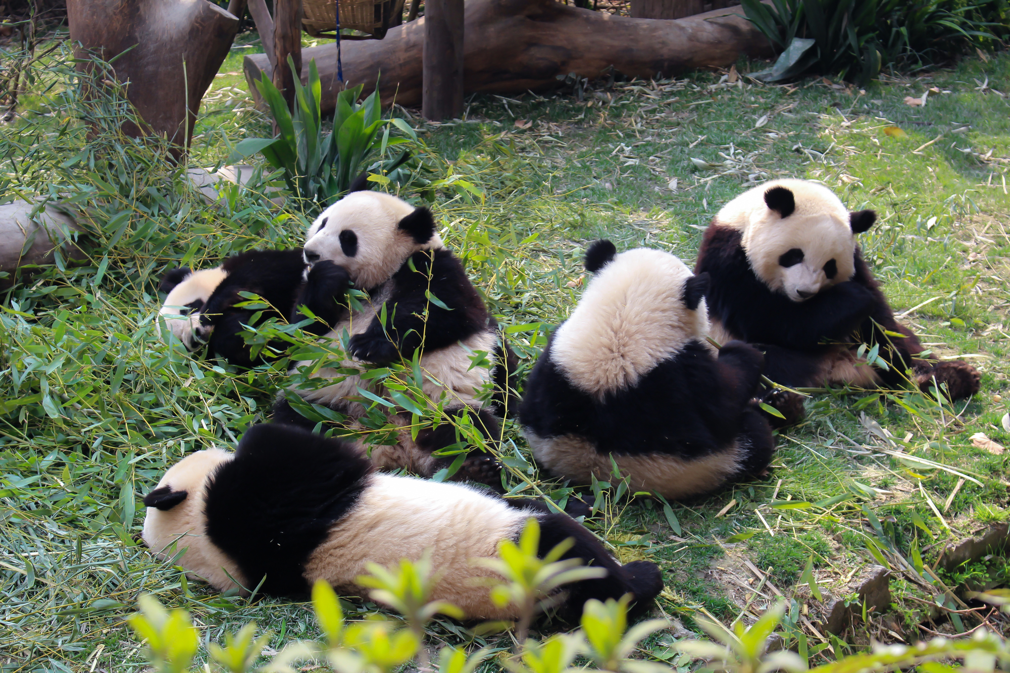 成都旅行でパンダと麻辣を楽しもう！初めての中国成都の旅