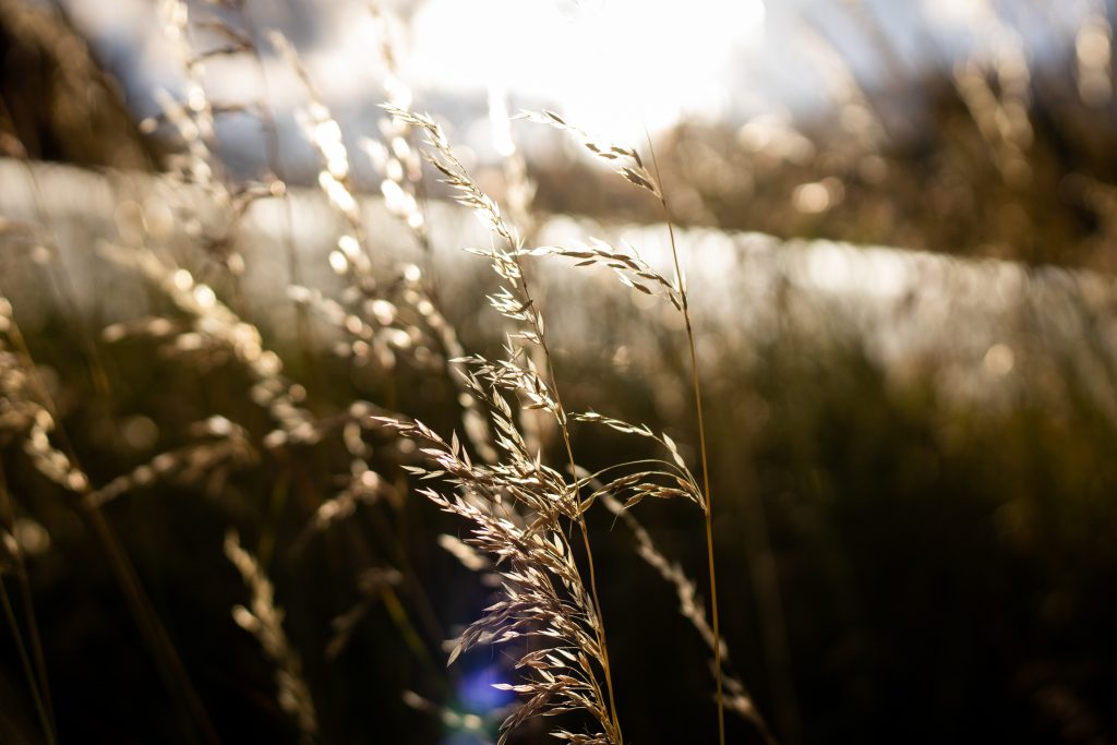 短命に終わった秦王朝の滅亡：なぜ帝国は15年で崩壊したのか